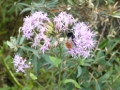 Flora & Fauna